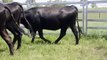 43 Speriby North Angus Bld Heifers - Auctions + Friday 23rd January