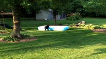 Dog Runs Around With Pool On Its Head