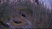 Latvian Black Storks ~ Zile came back, 2016-04-09 20:22
