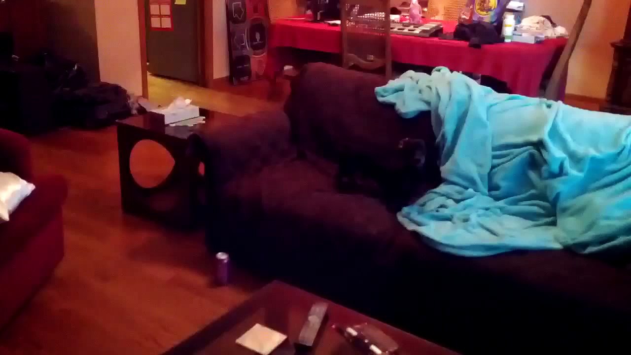 Funny Animals-dumb vs. smart wiener dog-part 2