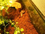 Chubby Frog feeding (Headless Superworm)