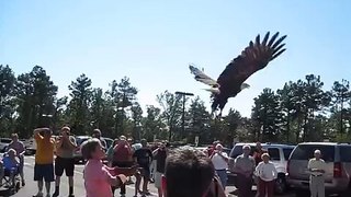 Bald eagle release Hobbs State Park