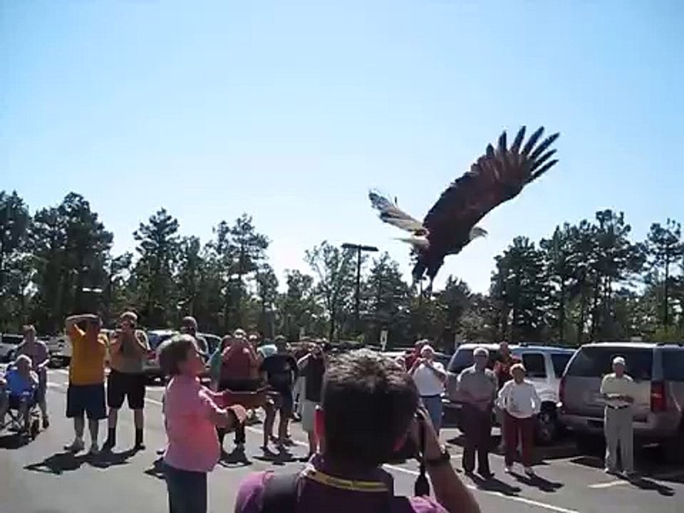 Bald eagle release Hobbs State Park