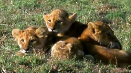 Triumph of Life (1) The Four Billion Year War