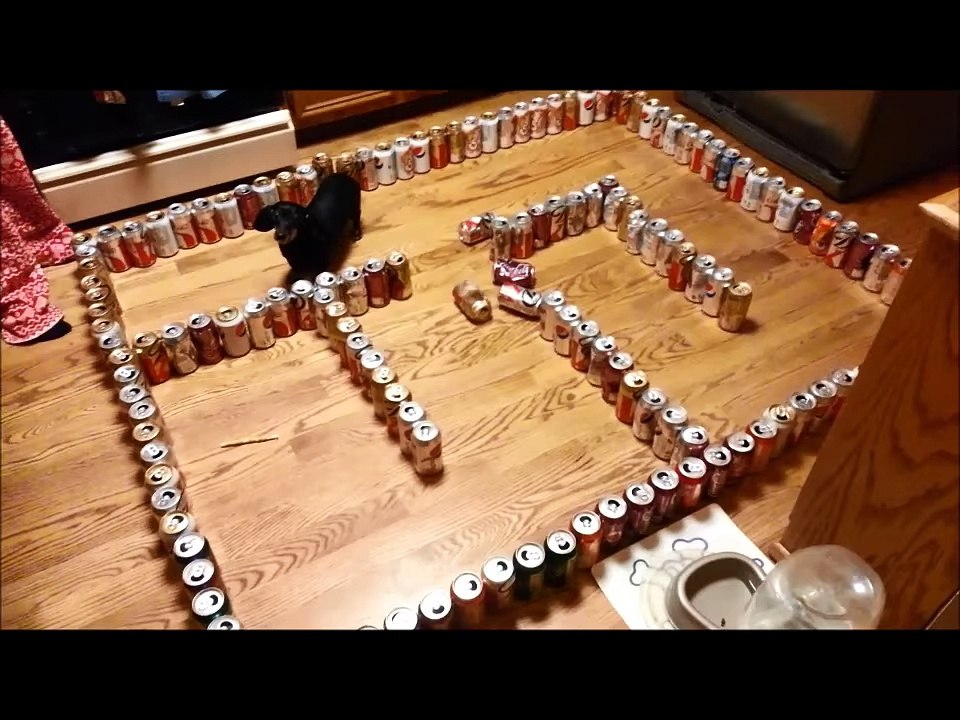 Funny Animals-dumb vs. smart wiener dog- part 3