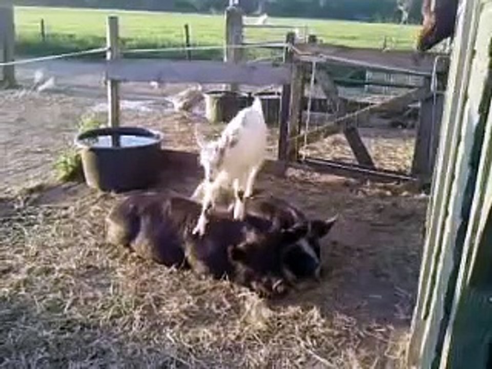 Dierenpret