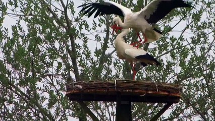 Pa en Ma Op Het Nest