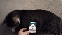 big fat CAT