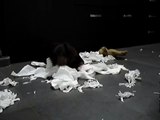 Luckie discovers toilet Paper