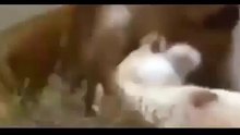 Real Battle. Lion vs Lion fight to dead