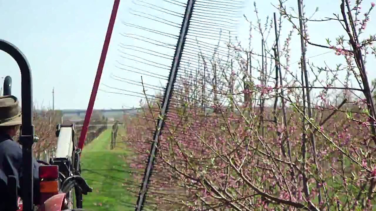 Thinning peaches central leader tree line view 2011 5