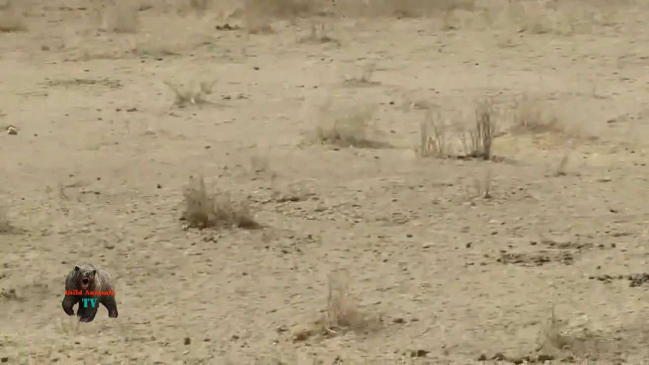 Most Amazing Wild Animal Attacks #5 - CRAZIEST Animal Fights - lion, tiger, deer, Crocodile