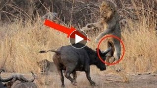 Buffalo Kills Lion caught on camera  Most Amazing Wild Animal Fight Attack