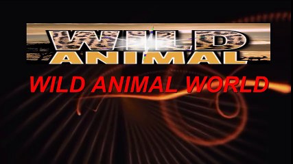 Elephant's Kill Buffalo Real Fight - Wild Animal Fights