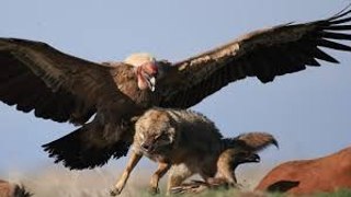 Top 10 Animals Real Fight   Amazing Animal Attack Compilation HD 2016