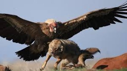 Top 10 Animals Real Fight   Amazing Animal Attack Compilation HD 2016