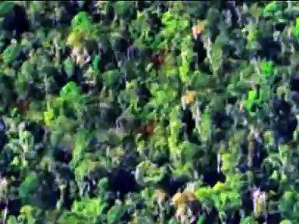 Sinar Mas Giam Siak Kecil (GSK) - 5