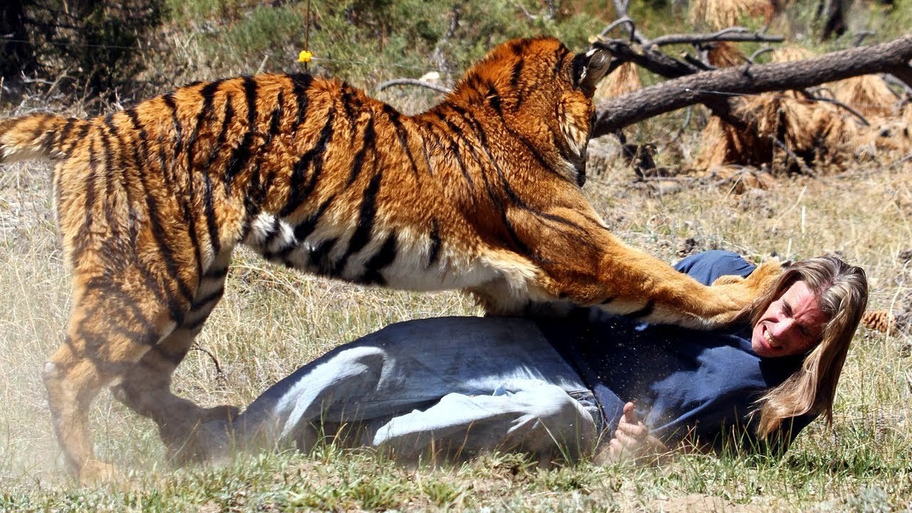 Crazy Animals Deadliest Attack on Human