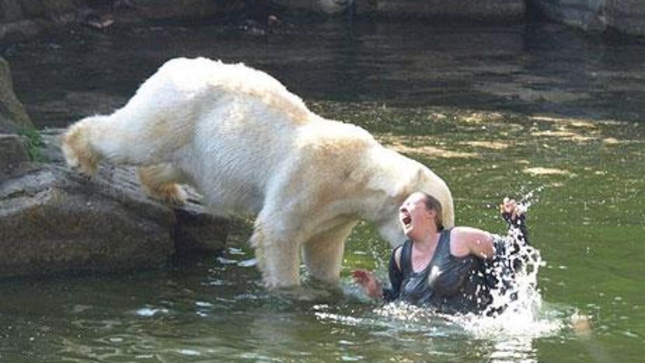 Wild Animals Gone Mad And Attacked on People