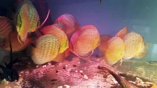 Leopard discus varieties