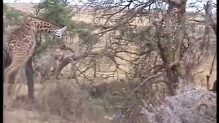 them to death.Giraffe kills lion. Giraffe attacks lion pride and kicks one of