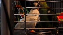 Perroquet de Jardine et Perruche Souris se faisant des Bisoussss