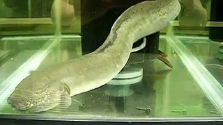 プロトプテリス・アンフィビウス[Protopterus amphibius]