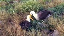 Pelagic Productions - Waved Albatross - Espanola Island, Galapagos Islands