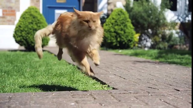 Коты, почему мы их любим_