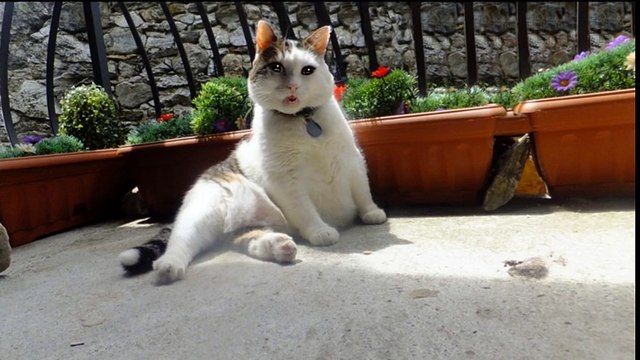 Best Funny Cats Videos Compilation _ Приколы с котами #8