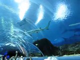 Georgia Aquarium in USA