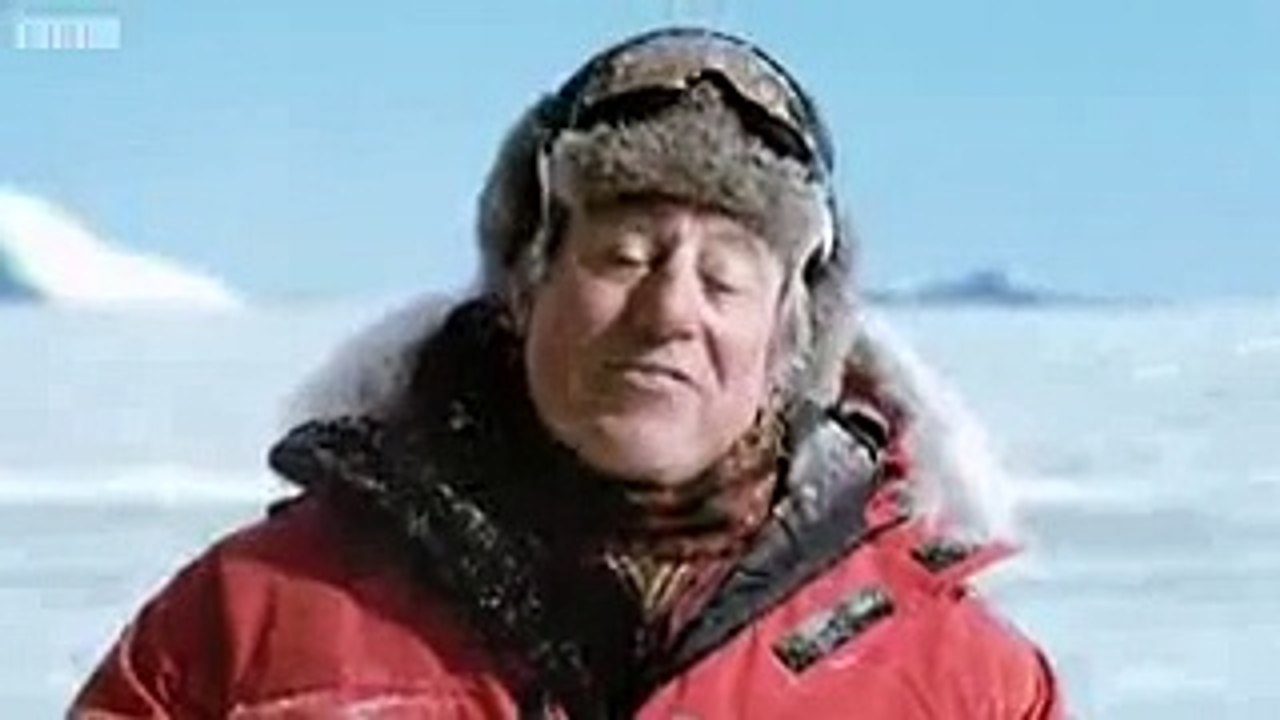Funny Animal- Penguins