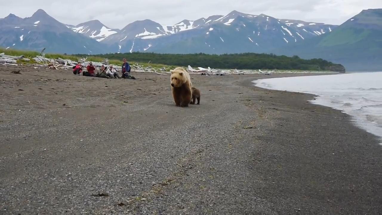 Reactions to CLOSE BROWN BEAR encounter