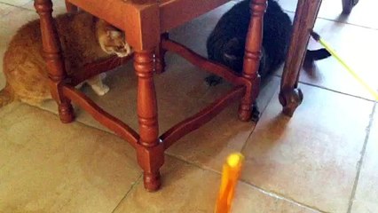 Lili et Jila à Cahors