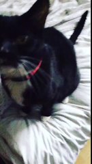 My aunts cat 2581