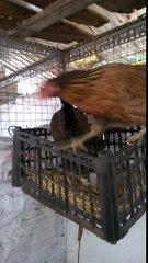 gà tre mỹ rặc, gà peru rặc F1, gà nòi mỹ rặc, gà peru con giống