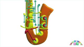 SAXOPHONE - Preschool Learning Videos. Music for Kids