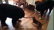 Tiny Dachshund wins epic tug-of-war battle against two Bernese Mountain dogs - Rumble