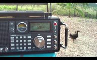 5960 khz CRI in language english via Transmitter Shortwave in Cerrik , Albania