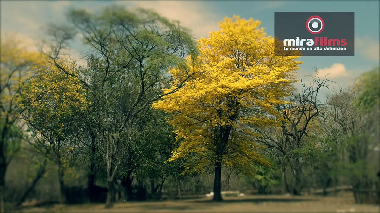 Florecimiento Guayacanes