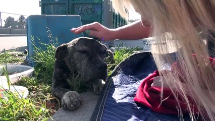 Ce qu'ils font à ce pit bull abandonné vous fera pleurer, je ne m'attendais pas à ça!