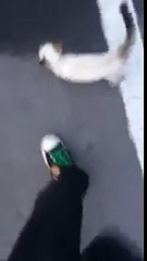 Stray Cat loves the owner
