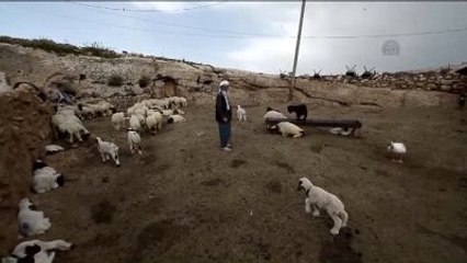 Sürü Lideri Koyunlar" Çekirdekten Yetişiyor