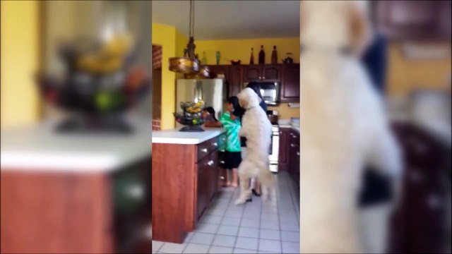 Quand même le chien se met à danser avec le reste de la famille