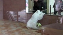 #2-1 Apr 2014 Polar bear cub at Wakayama, Japan