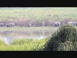 Large Herd of Wild Elephants at Kaziranga National Park, India