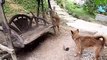 ---Dog vs Monkey Big vs Monkey Real Fight - YouTube