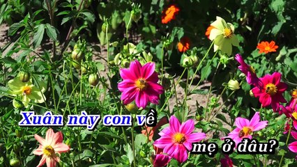 Xuân Này Con Về Mẹ Ở Đâu - Đan Nguyên - Karaoke - Asia EXCLUSIVE