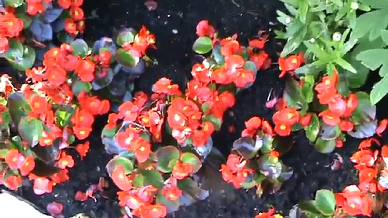 tuin july 3)