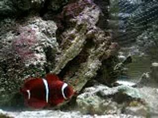 發脾四的小丑........魚